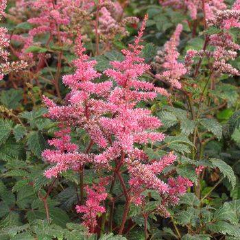 Астильба Astilbe simplicifolia ‘Key Largo’