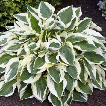 Хоста Hosta ‘Minute Man’