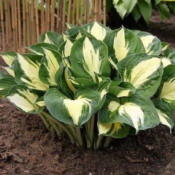 Хоста Hosta ‘Pathfinder’