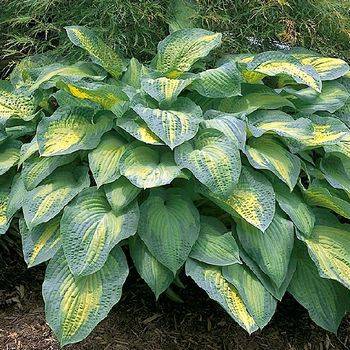 Хоста Hosta ‘Paul’s Glory’