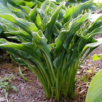 Хоста Hosta ‘Praying Hands’