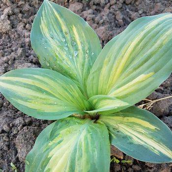 Хоста Hosta ‘Red Cloud’