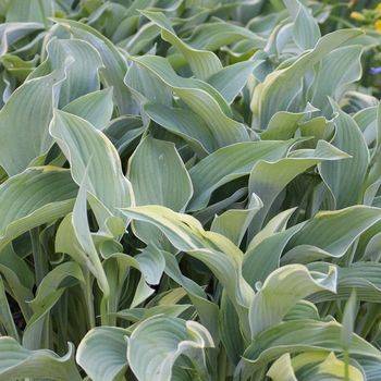 Хоста Hosta ‘Regal Splendor’