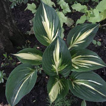 Хоста Hosta ‘Sting’