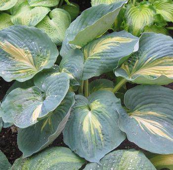 Хоста Hosta ‘Thunderbolt’