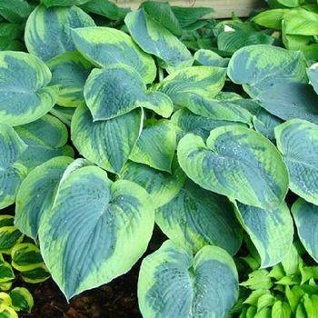 Хоста Hosta ‘Tokudama Flavocircinalis’