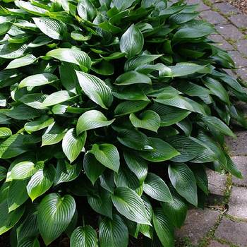 Хоста Hosta ‘Devon Green’