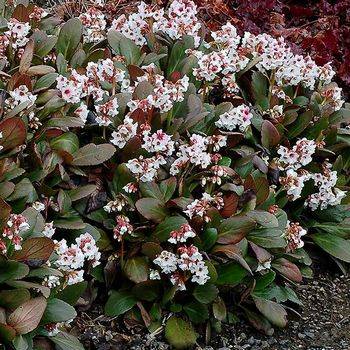 Бадан Bergenia х Dragonfly ‘Angel Kiss’