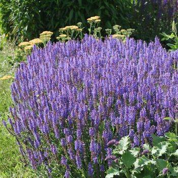 Шалфей Salvia nemorosa ‘Blauhügel’