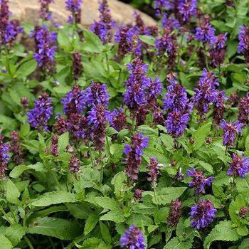 Шалфей Salvia nemorosa ‘Blue Marvel’