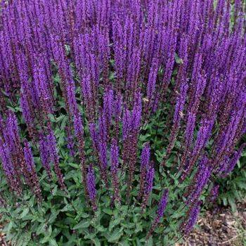 Шалфей Salvia nemorosa ‘Caradonna’