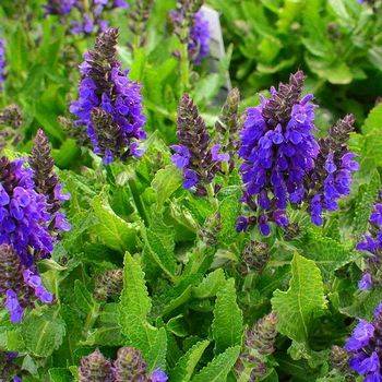 Шалфей Salvia nemorosa ’Marcus’