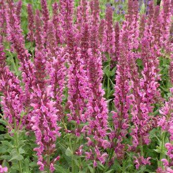 Шалфей Salvia nemorosa ‘Pink Friesland’