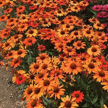 Эхинацея Echinacea ‘Kismet Intense Orange’