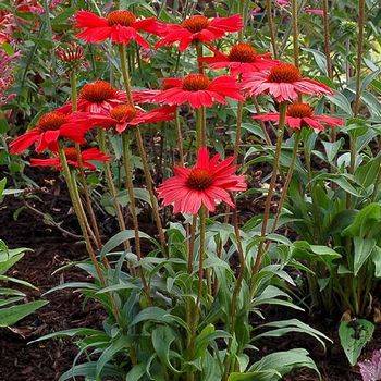 Эхинацея Echinacea ‘Kismet Intense Red’