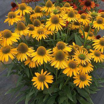 Эхинацея Echinacea ‘Kismet Intense Yellow’