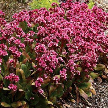 Бадан Bergenia х Dragonfly ‘Flirt’