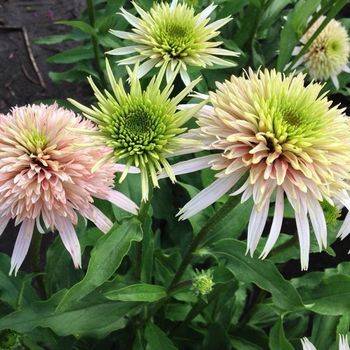 Эхинацея Echinacea ‘Cherry Fluff’