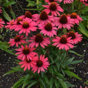 Эхинацея Echinacea ‘Glowing Dream’