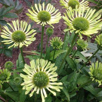 Эхинацея Echinacea ‘Green Jewel’