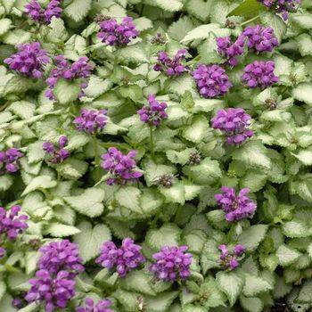 Яснотка Lamium ‘Purple Dragon’