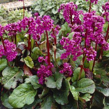 Бадан Bergenia cordifolia ‘Eroica’