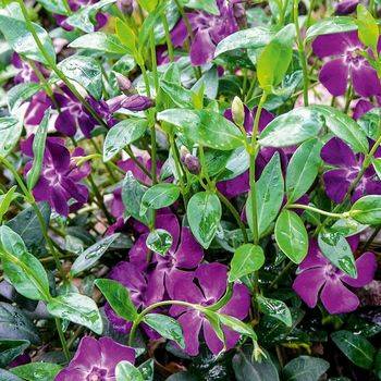 Барвинок Vinca minor ‘Atropurpurea’