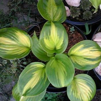 Хоста Hosta ‘Enchiladas’