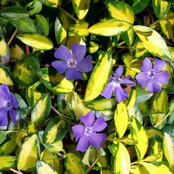 Барвинок Vinca minor ‘Illumination’