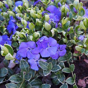 Барвинок Vinca minor ‘Ralph Shugert’