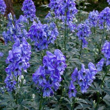 Борец Aconitum carmichaelii ‘Arendsii’