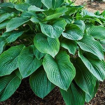 Хоста Hosta ‘Kingsize’