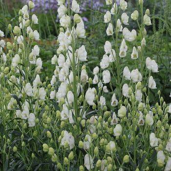 Борец Aconitum napellus ‘Album’