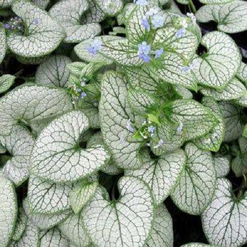 Брунера Brunnera macrophylla ‘Silver Heart’