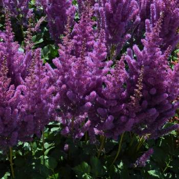 Астильба Astilbe chinensis ‘Black Pearls’