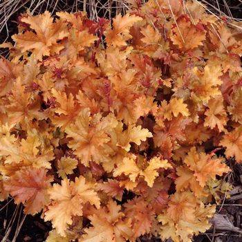 Гейхера Heuchera ‘Amber Waves’