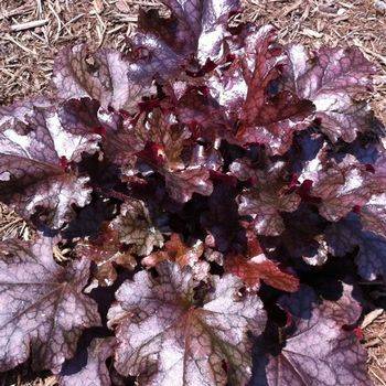 Гейхера Heuchera ‘Berry Marmalade’