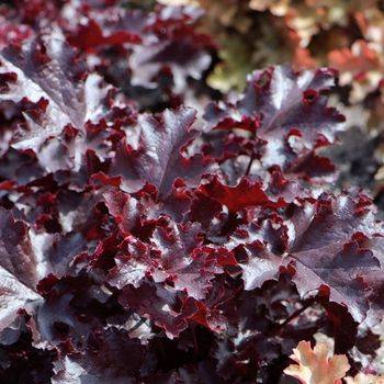 Гейхера Heuchera ‘Black Beauty’