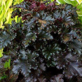 Гейхера Heuchera ‘Black Taffeta’