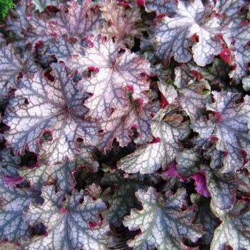 Гейхера Heuchera ‘Can Can’