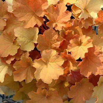 Гейхера Heuchera ‘Caramel’