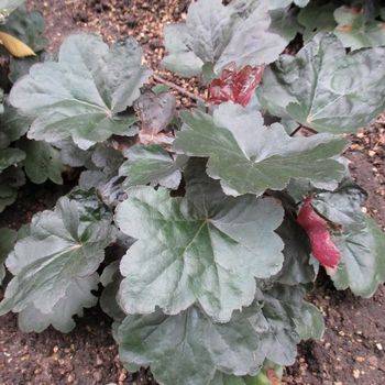 Гейхера Heuchera Carnival ‘Black Olive’