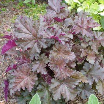 Гейхера Heuchera ‘Chocolate Ruffles’