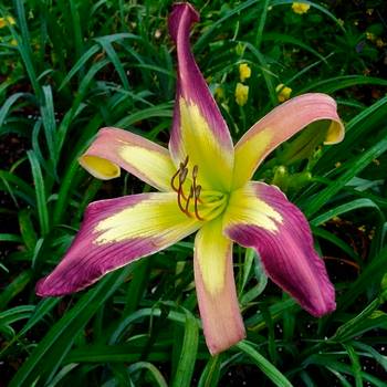 Лилейник Hemerocallis ‘Applique’