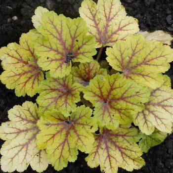 Гейхера Heuchera ‘Electra’