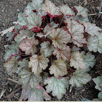 Гейхера Heuchera ‘Fall Festival’