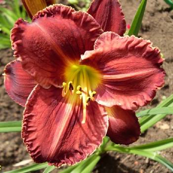 Лилейник Hemerocallis ‘Berrylicious’