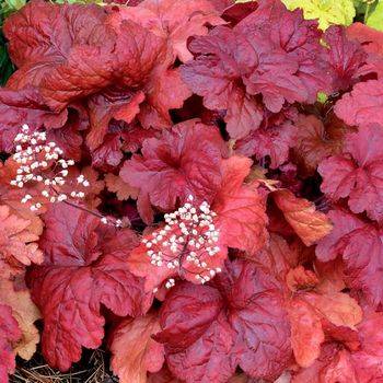 Гейхера Heuchera ‘Fire Chief’