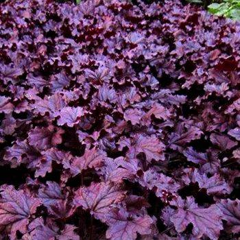 Гейхера Heuchera ‘Forever® Purple’