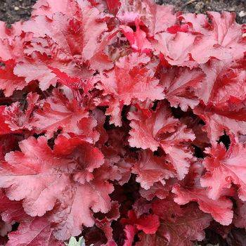 Гейхера Heuchera ‘Forever® Red’